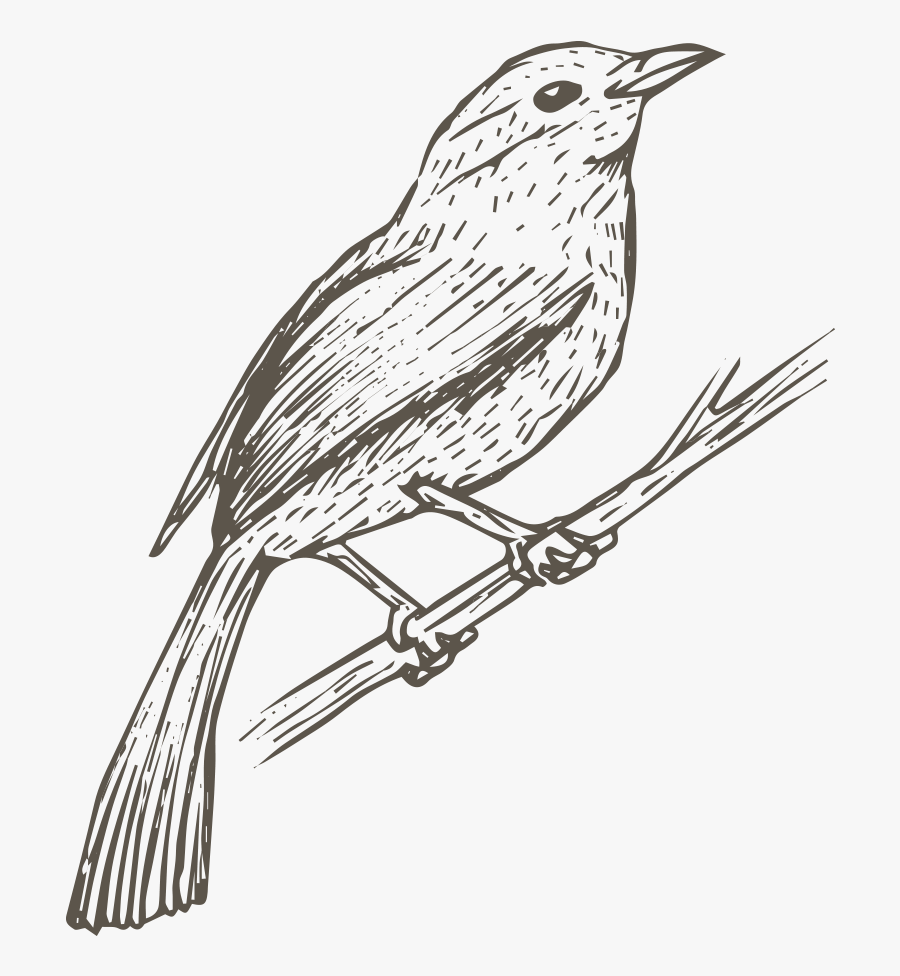 Clip Art Bird Sketches - World Best Old Drawing, Transparent Clipart