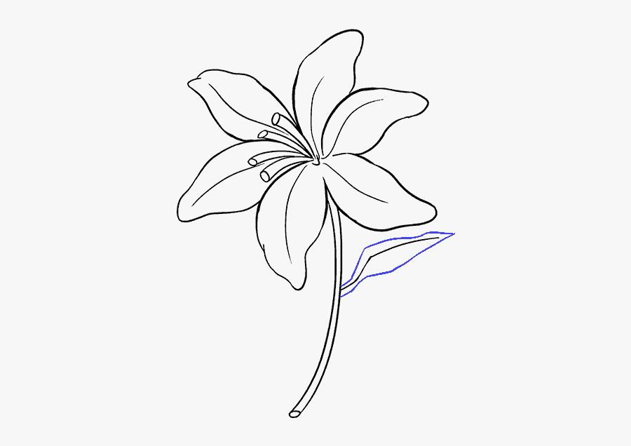 Clip Art Drawing Lilies - Simple Lily Drawing , Free Transparent