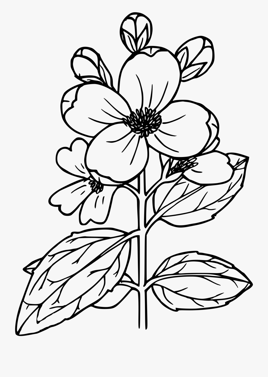 Clipart Lewis S Mockorange - Lewis Mock Orange Drawings , Free ...