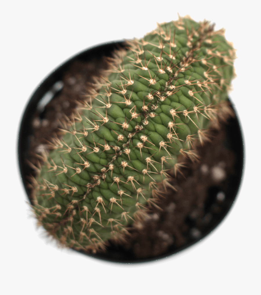 Clip Art Red Moon Cactus - Caterpillar Cactus, Transparent Clipart