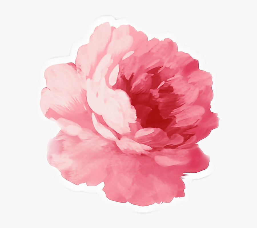 #pink #peonies #flower #sticker - Watercolor Flowers Psd, Transparent Clipart
