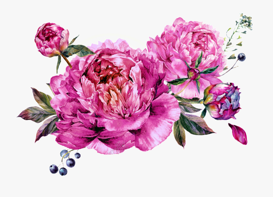 Floral Vector Peony - Fuschia Flower Png, Transparent Clipart
