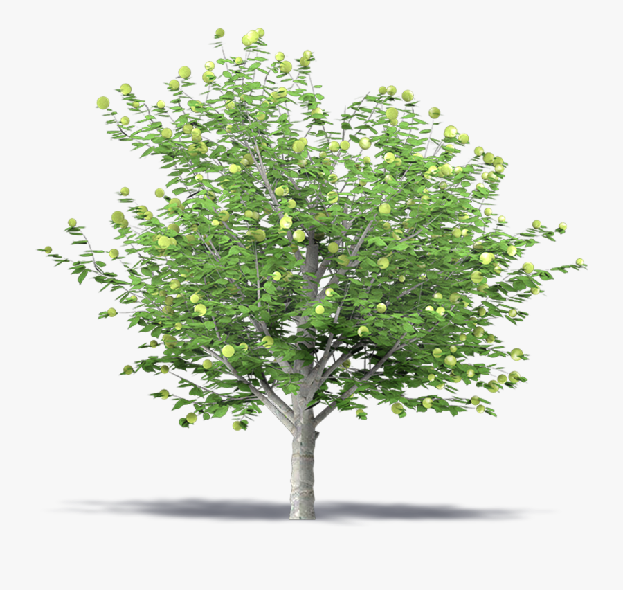 Apple Tree 3d Png - Green Apple Tree Png, Transparent Clipart
