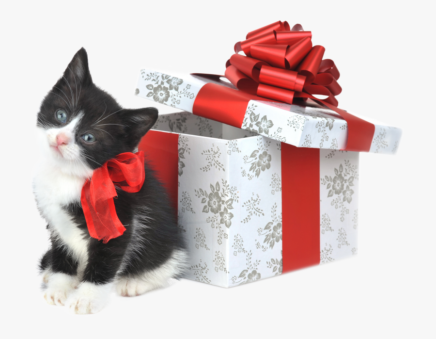 Download High Resolution - Merry Christmas Black And White Cat, Transparent Clipart