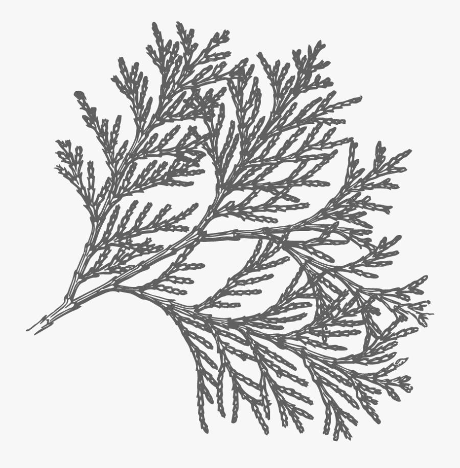 Pine Drawing Lodgepole Incense Cedar Tree Drawing , Free Transparent