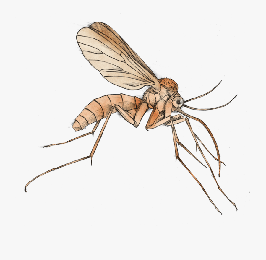 Mosquito Clipart Png - Clipart Transparent Background Mosquito, Transparent Clipart