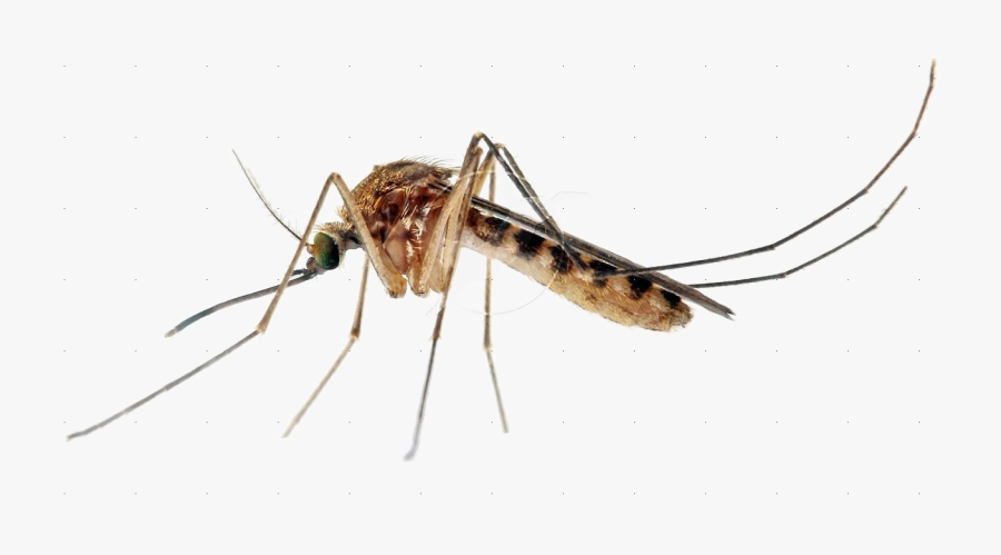 Transparent Mosquito Png - Guys Are Like Mosquitos, Transparent Clipart