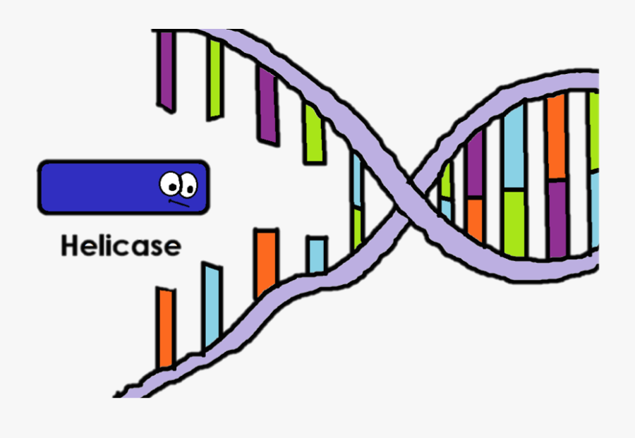 Transparent Enzyme Clipart - Dna Helicase Clipart, Transparent Clipart