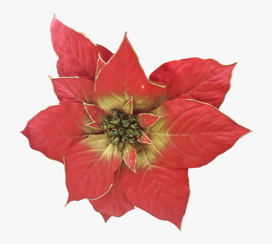 Transparent Poinsettia Png - Poinsettia, Transparent Clipart