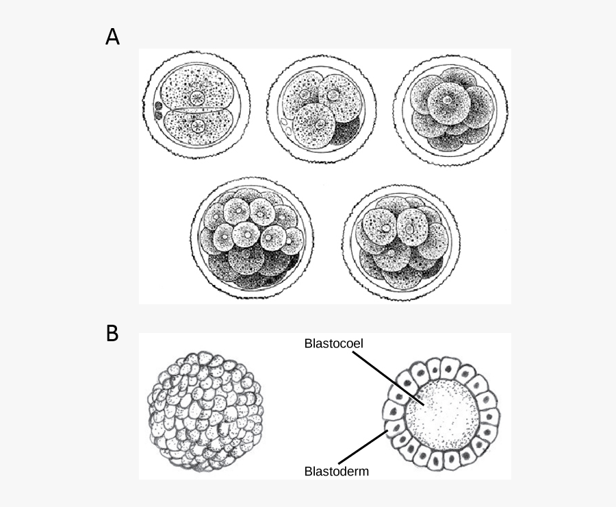 Cleavage In Human Zygote, Transparent Clipart