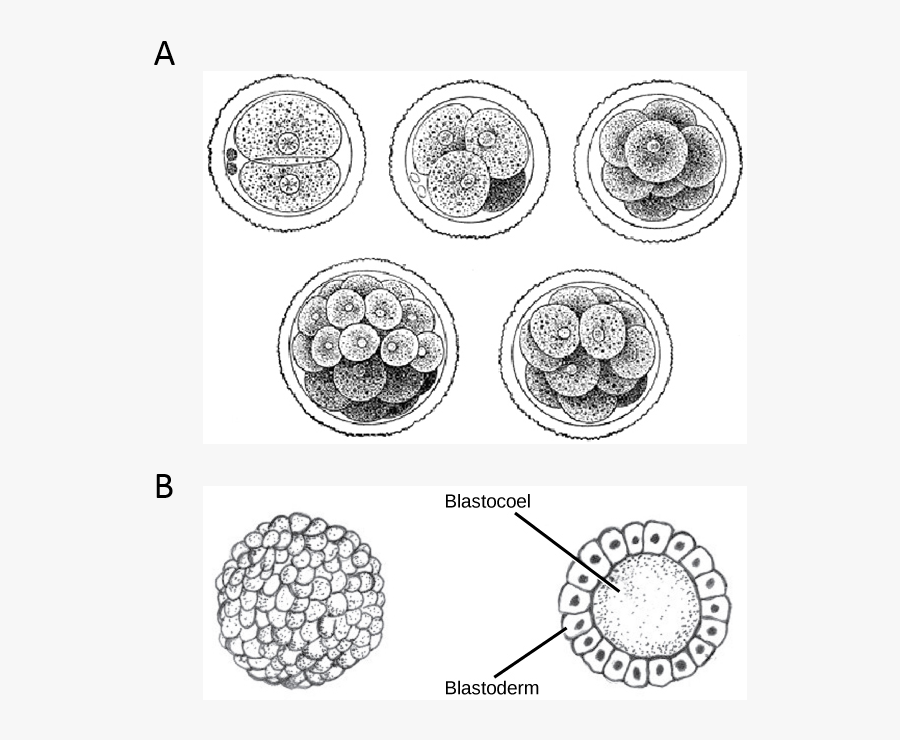 Cleavage In Human Zygote , Free Transparent Clipart - ClipartKey