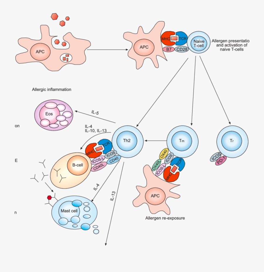 Cellular And Molecular Events In The Development Of - Apc T Cell Icos ...