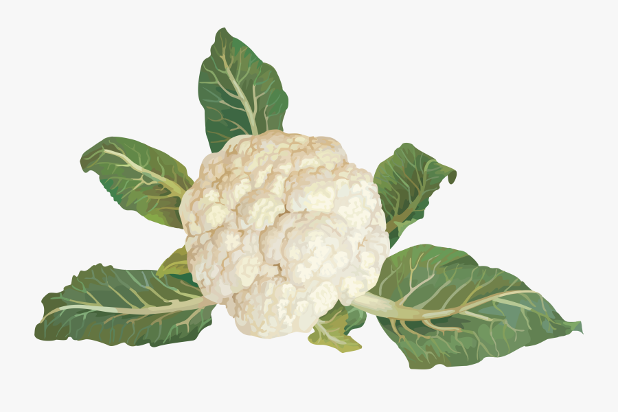 transparent cauliflower png cauliflower leaves image png free transparent clipart clipartkey transparent cauliflower png