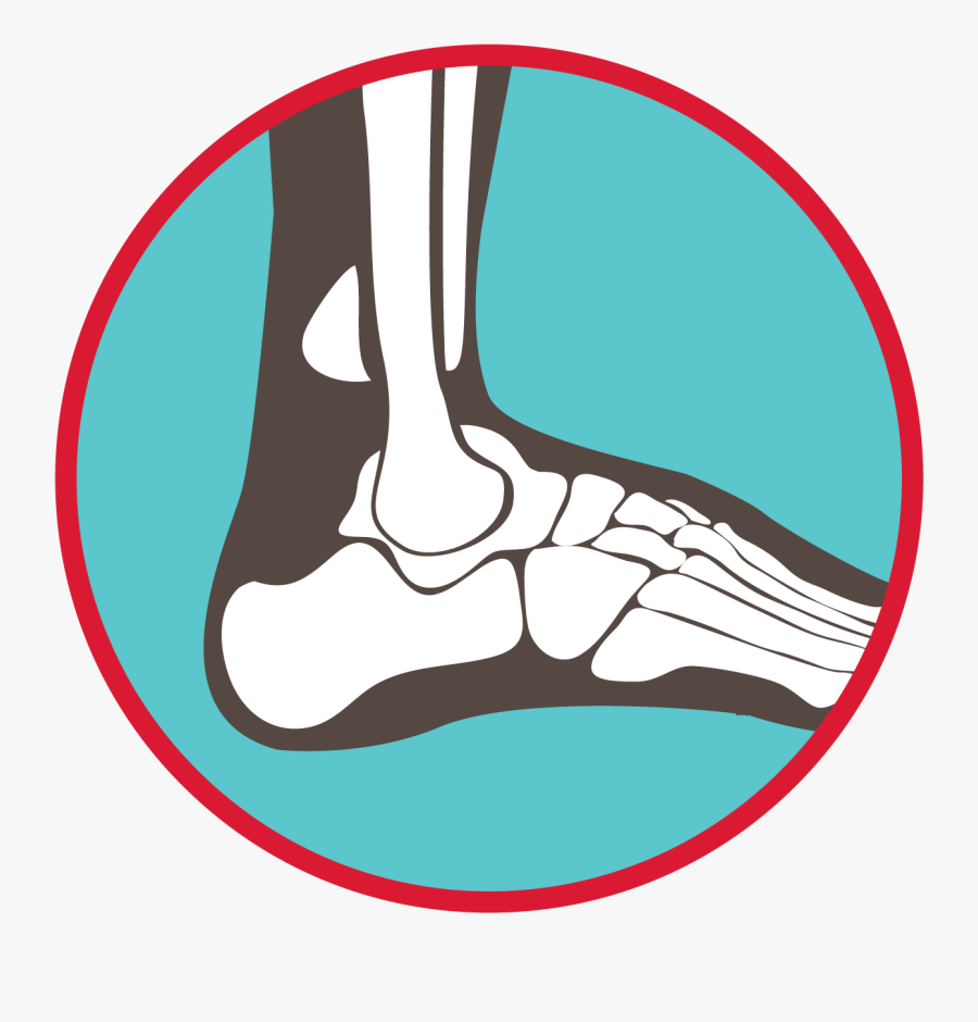 Bones Of The Ankle And Foot Graphic - Ankle Graphic, Transparent Clipart