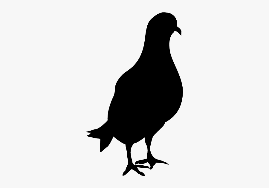 Pigeon Icon, Transparent Clipart