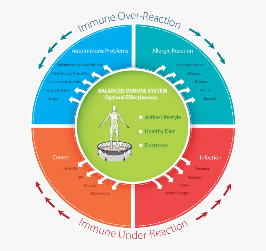 Bacteria Png Immune System - Sports And Immune System, Transparent Clipart