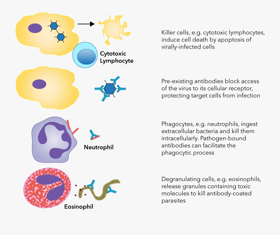 Phagocytosis Antibodies Antitoxins , Free Transparent Clipart - ClipartKey