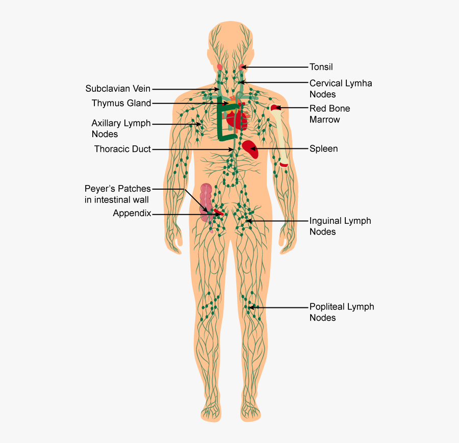 Human Body Immune System Diagram , Free Transparent Clipart - Clipartkey