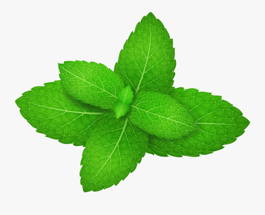 Mentha Leaf Herb Leaves Spicata Peppermint Vector Clipart - Herbal Leaves Png, Transparent Clipart