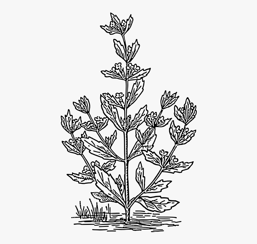 Peppermint Drawing Vector - Mentha Spicata Drawing, Transparent Clipart