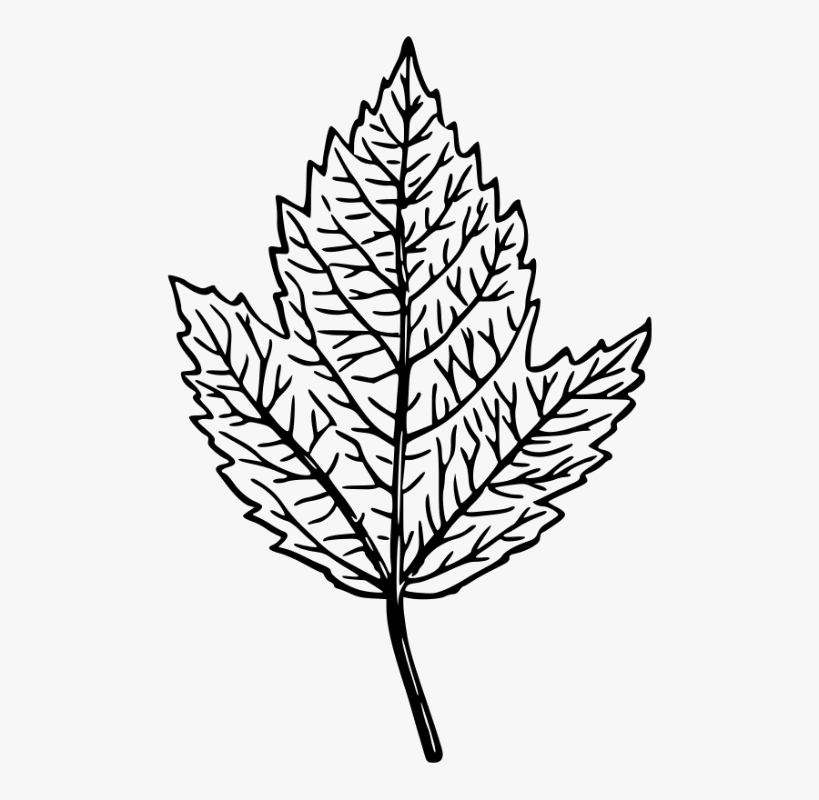 Line Art,plant,flora - Transparent Leaf Drawing Png, Transparent Clipart