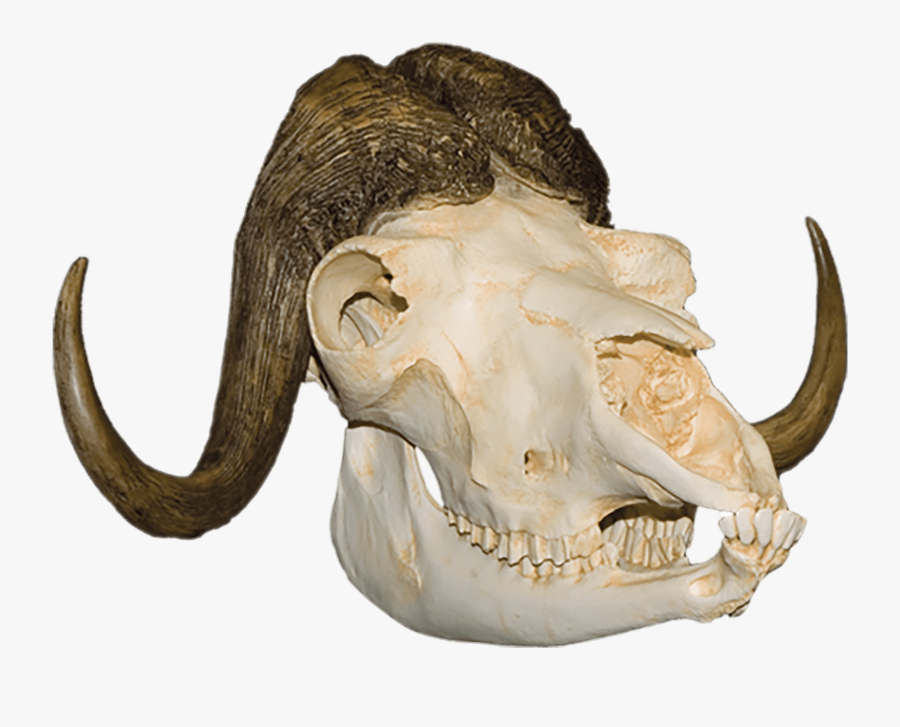 Musk Ox Skull Clip Arts - Skull Animal Png, Transparent Clipart