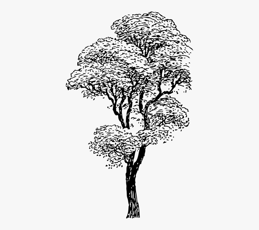 Tall Tree Clipart Black And White, Transparent Clipart