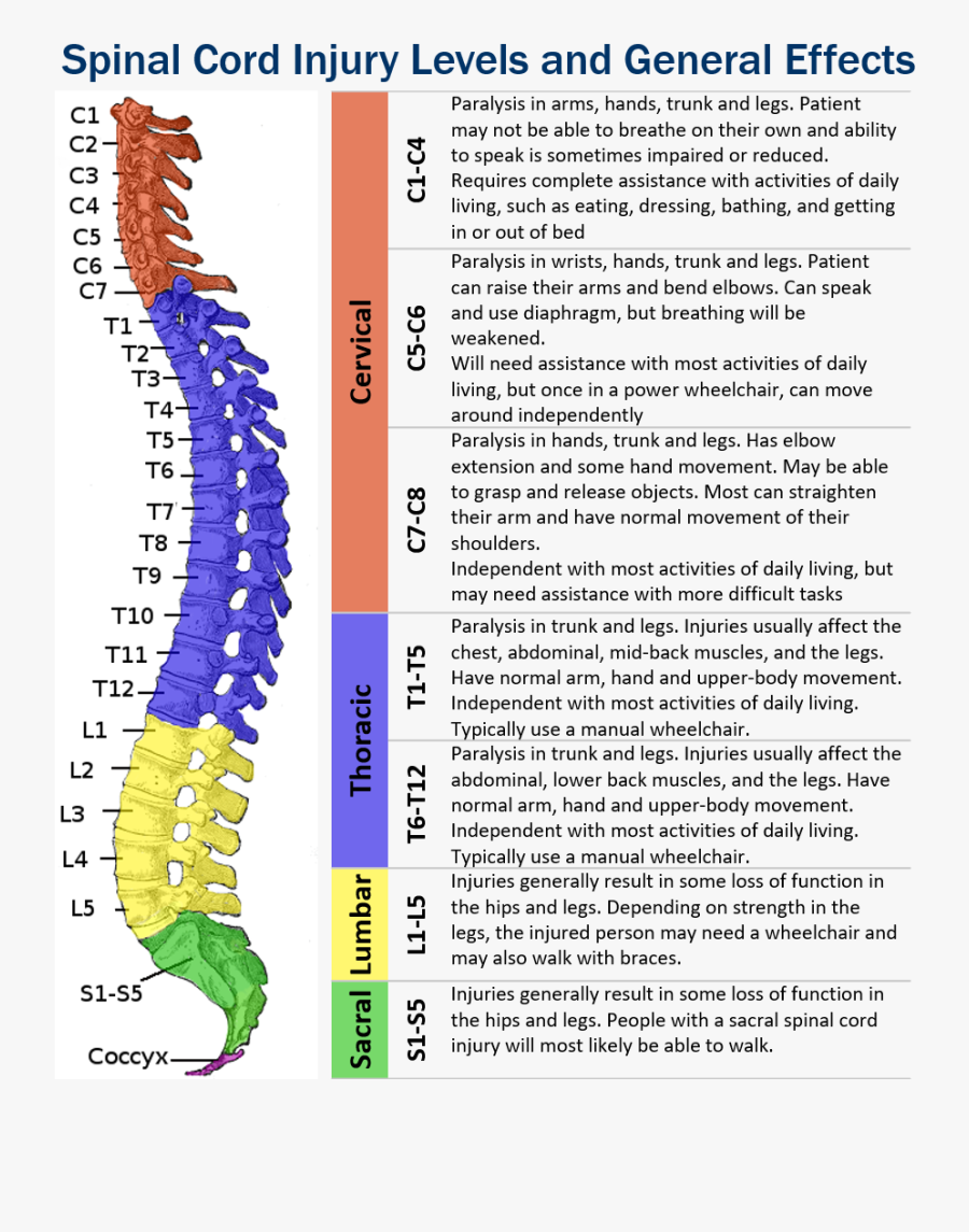 Sci Levels And Effects Narrow - Vertebral Column, Transparent Clipart