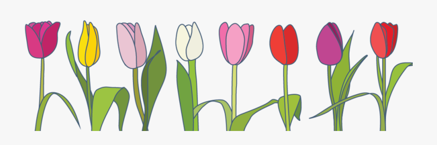 Tulips Clipart Plant Bulb - Spring Banners Transparent Clipart , Free ...
