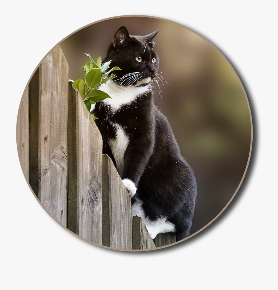 Pet Safe Wireless Fence For Cats , Transparent Cartoons - Cat, Transparent Clipart