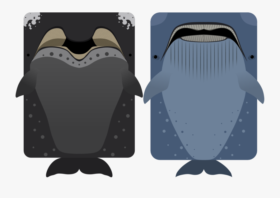 Deeeep Io Bowhad Whale , Free Transparent Clipart - ClipartKey