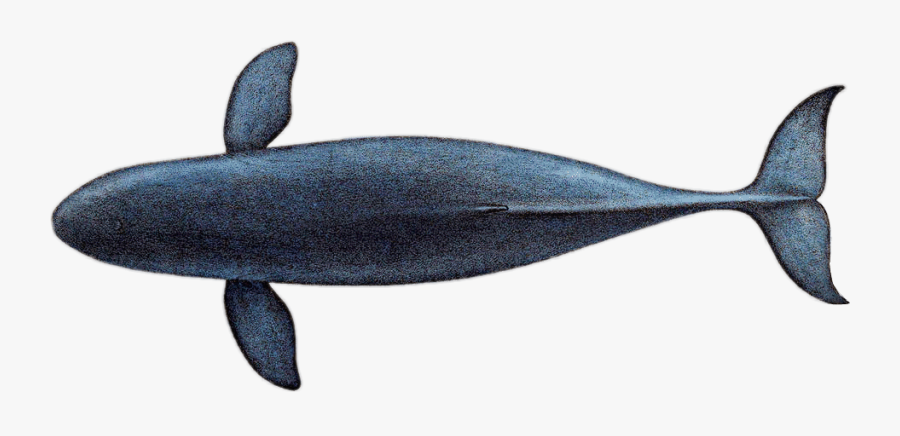 Transparent Blue Whale Clipart - Blue Whale Top View, Transparent Clipart