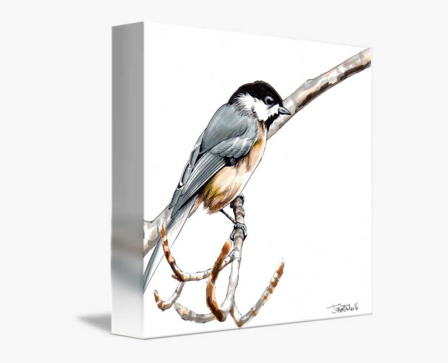 Collection Of Free Chickadee Drawing Ink Download On - Black Capped Chickadee, Transparent Clipart