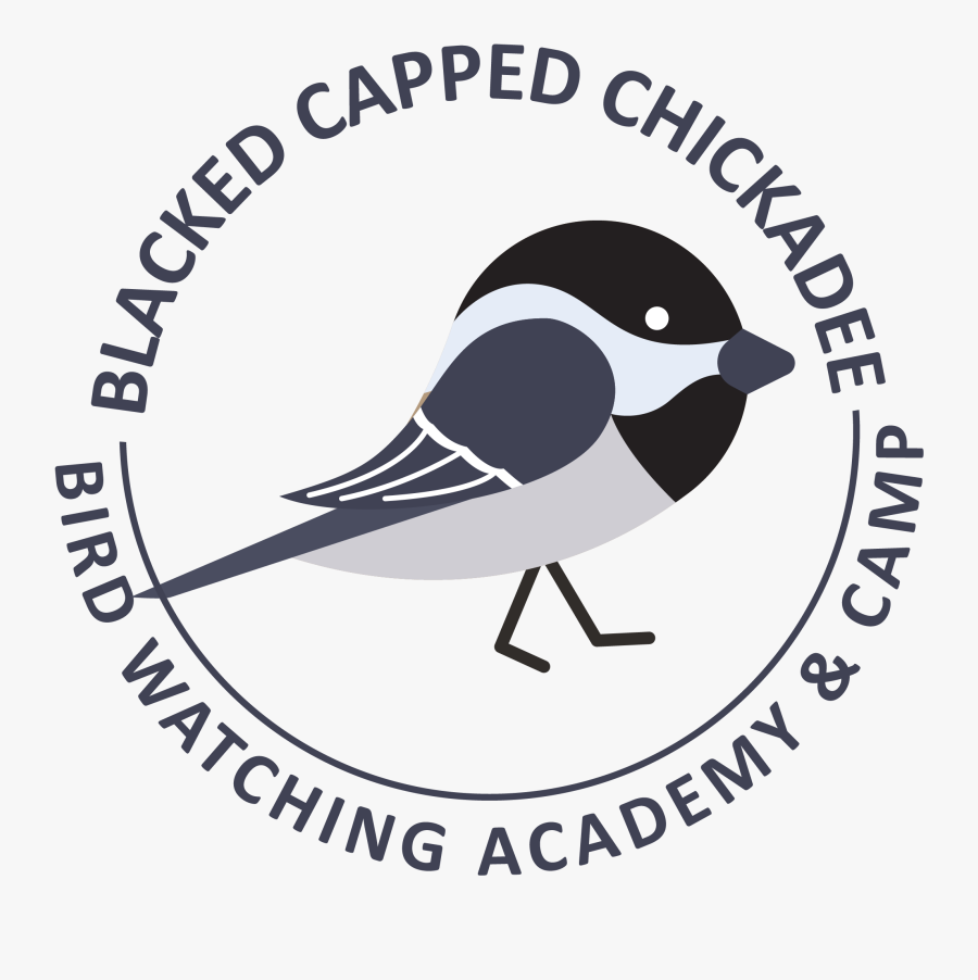 Black Capped Chickadee Picture - Federacion Salvadorena De Futbol, Transparent Clipart