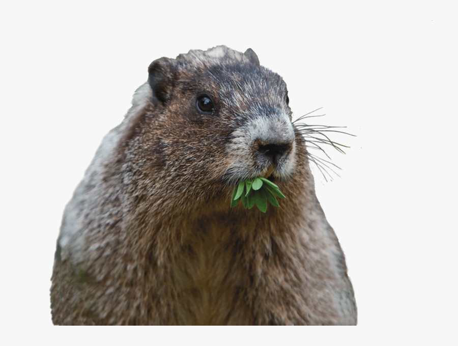 Can That Cute Groundhog Reall - Punxsutawney Phil, Transparent Clipart