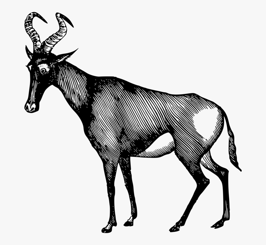 Line Art,elk,vertebrate - Hartebeest Pencil, Transparent Clipart