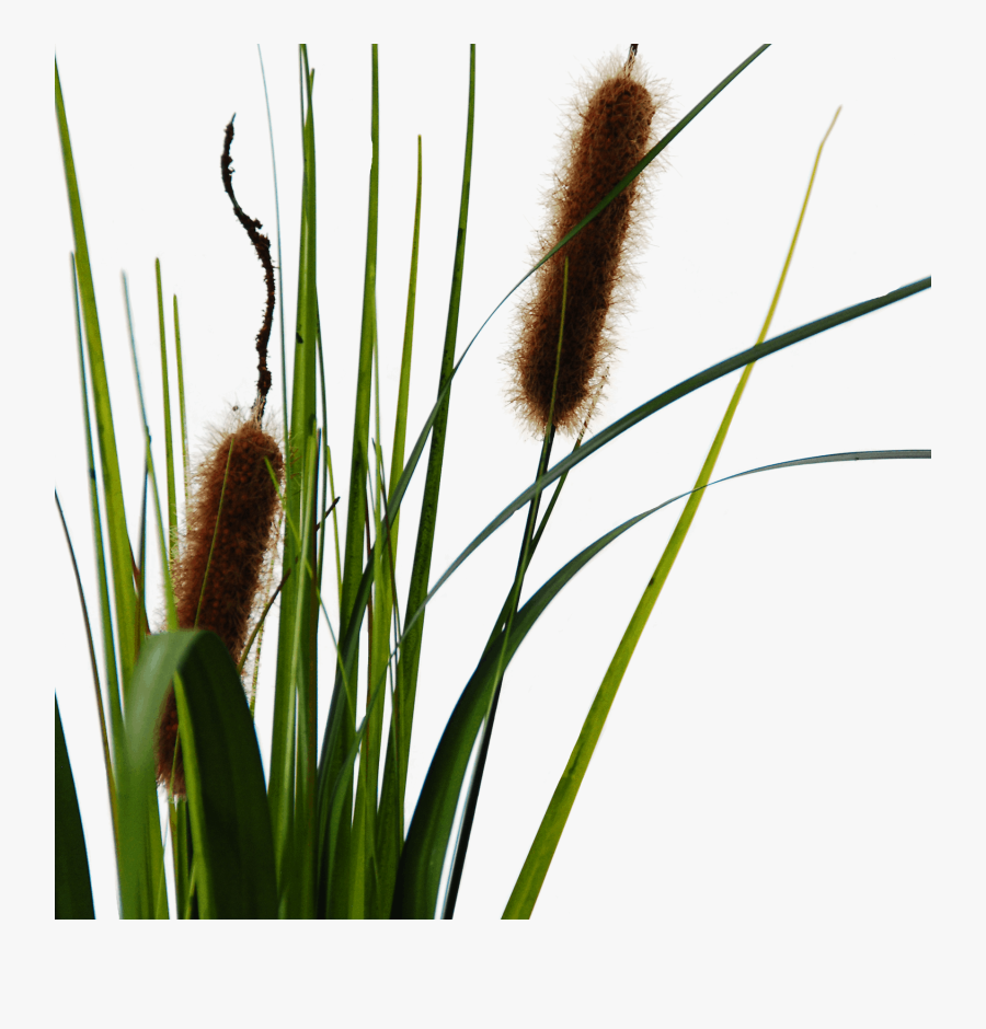 Flowerdutchess Cattail Detail - Clipart Cattails, Transparent Clipart