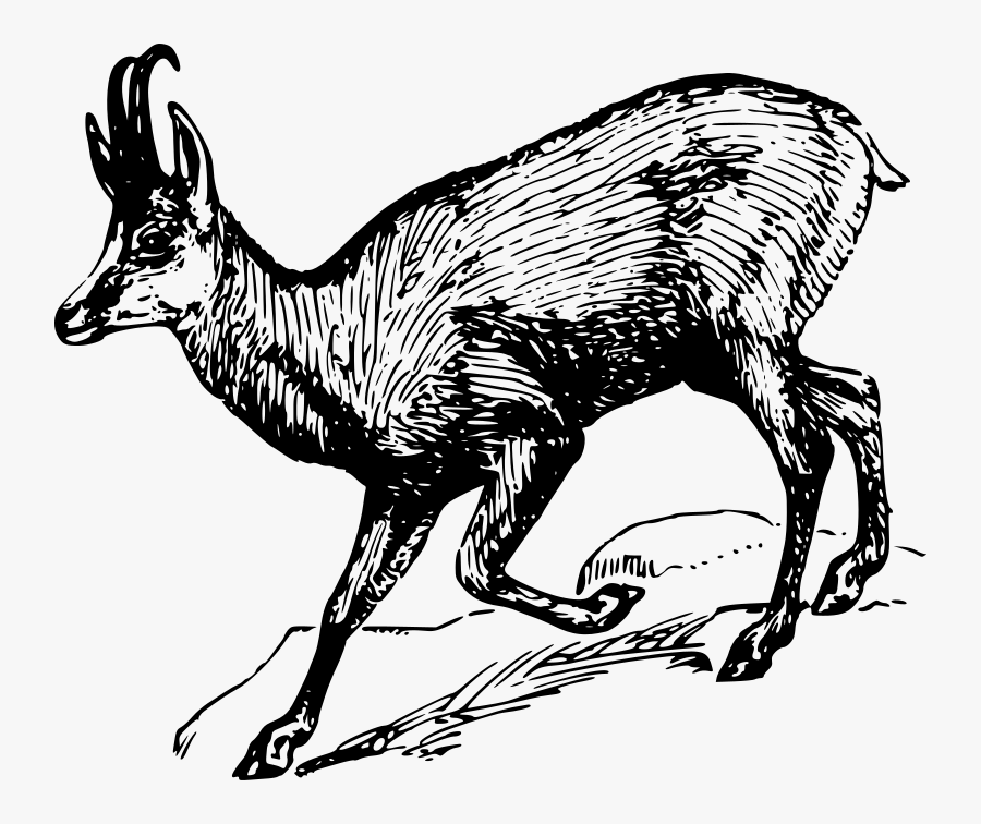 Chamois - Chamois Clipart, Transparent Clipart