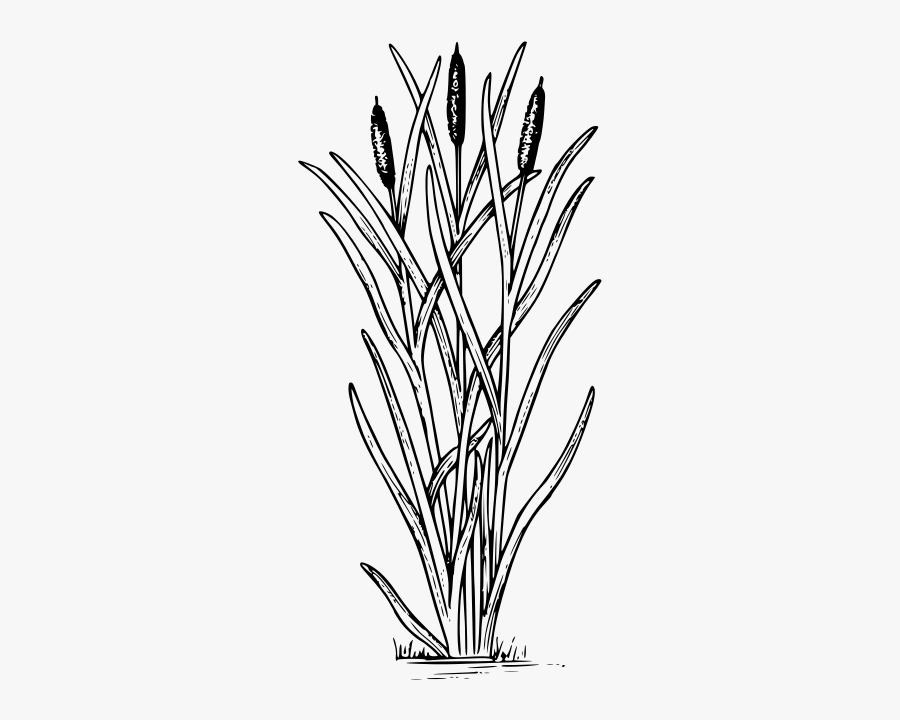 Cattail Clipart , Free Transparent Clipart - ClipartKey