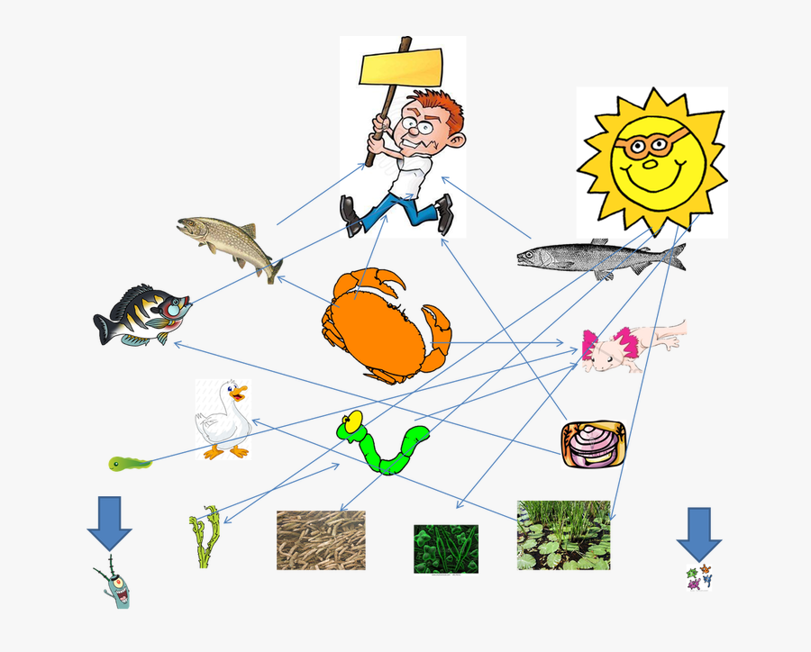 Food Web Of The Axolotl, Transparent Clipart