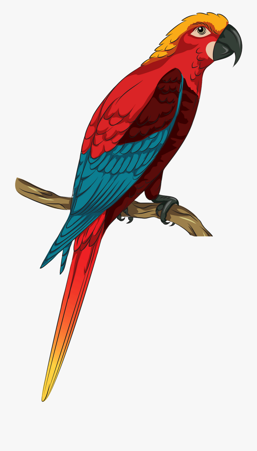 Macaw, Transparent Clipart