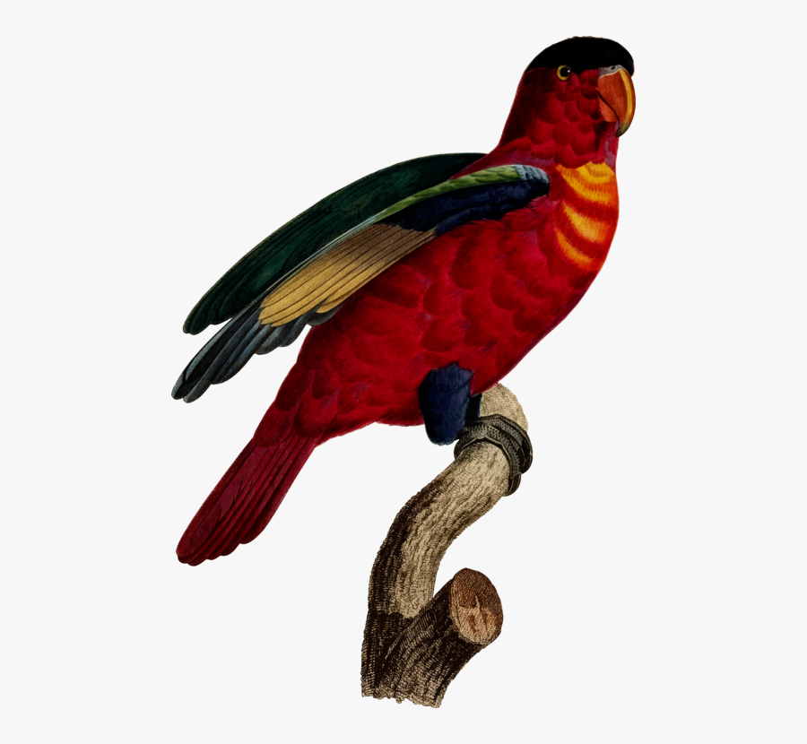 Macaw Superb Parrot Loriini Printmaking - Parrot, Transparent Clipart