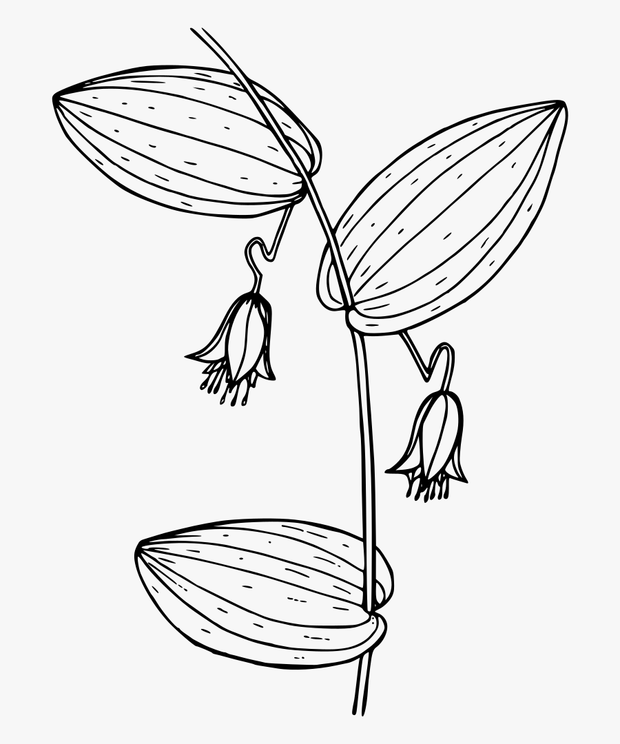 Clasping-leaved Twisted Stalk - Drawing, Transparent Clipart