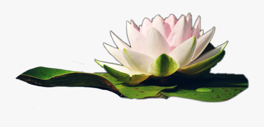 #water #lily #jhyuri #flower - Sacred Lotus, Transparent Clipart