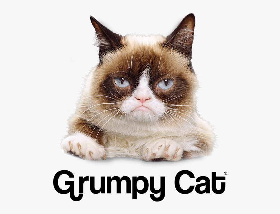 Clip Art Grumpy Cat Png - Grumpy Cat Lottery Tickets, Transparent Clipart