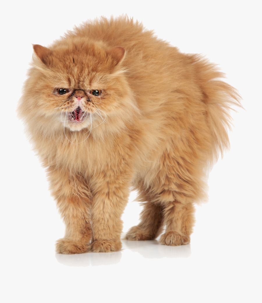 Angry Cat Png - Angry Cat White Background, Transparent Clipart
