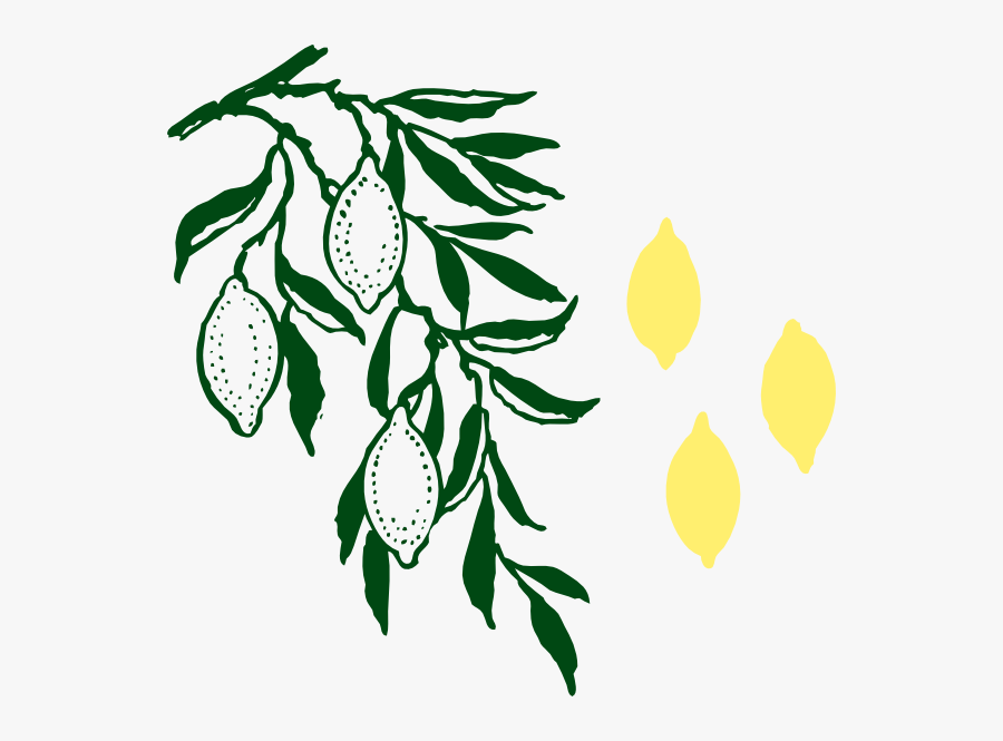 Feuille Citronnier Png, Transparent Clipart