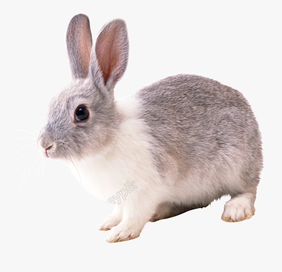 Vector Rabbit Realistic, Transparent Clipart