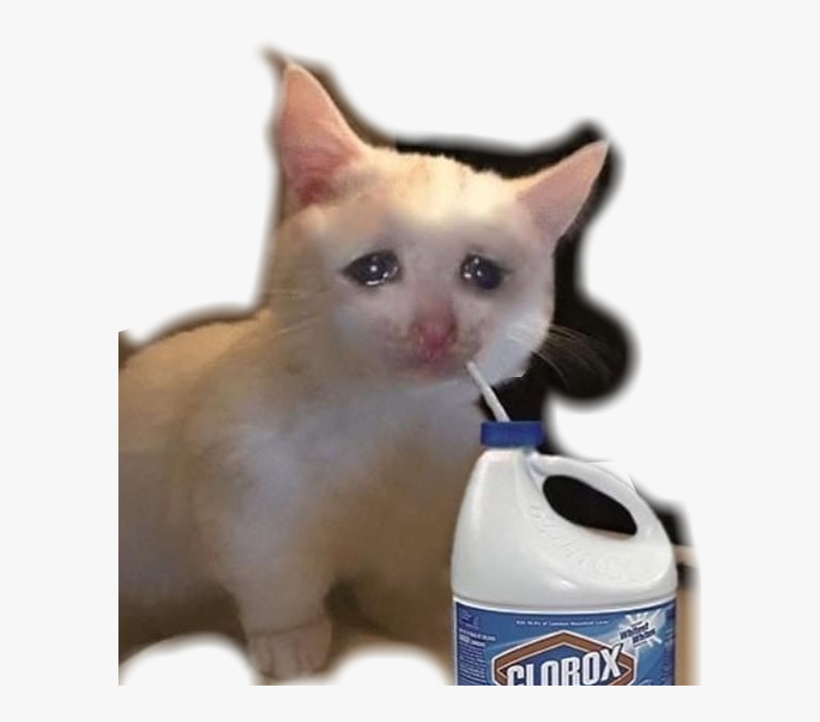 #meme #cat #sad #vaporwave #aesthetic - Cat Drinking Bleach Meme, Transparent Clipart