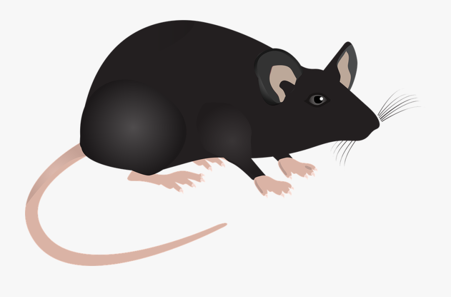 Lab Mouse Science Vector Graphic Pixabay - Lab Mouse Animation, Transparent Clipart